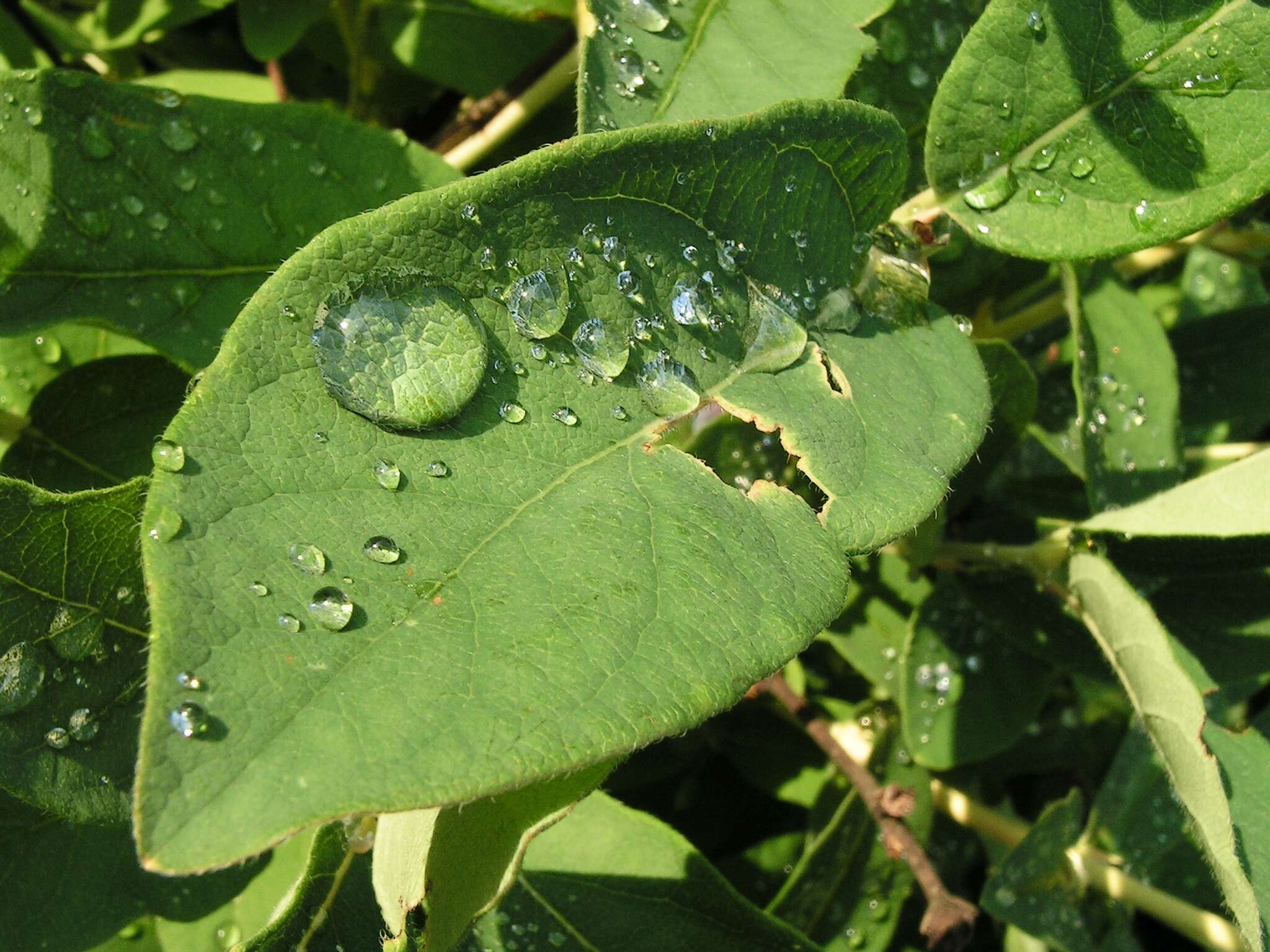 Imagem de Lonicera caerulea L.