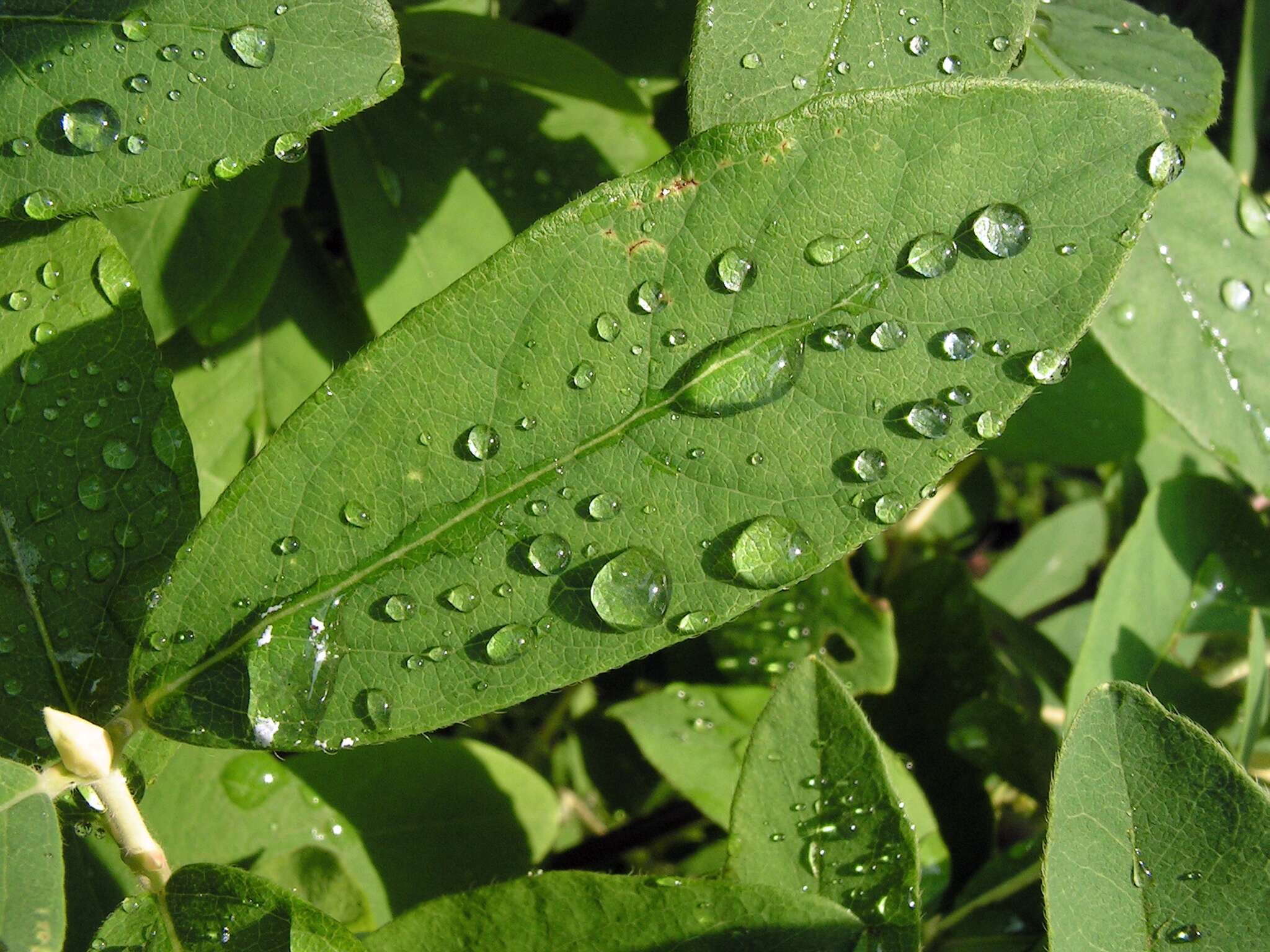 Imagem de Lonicera caerulea L.