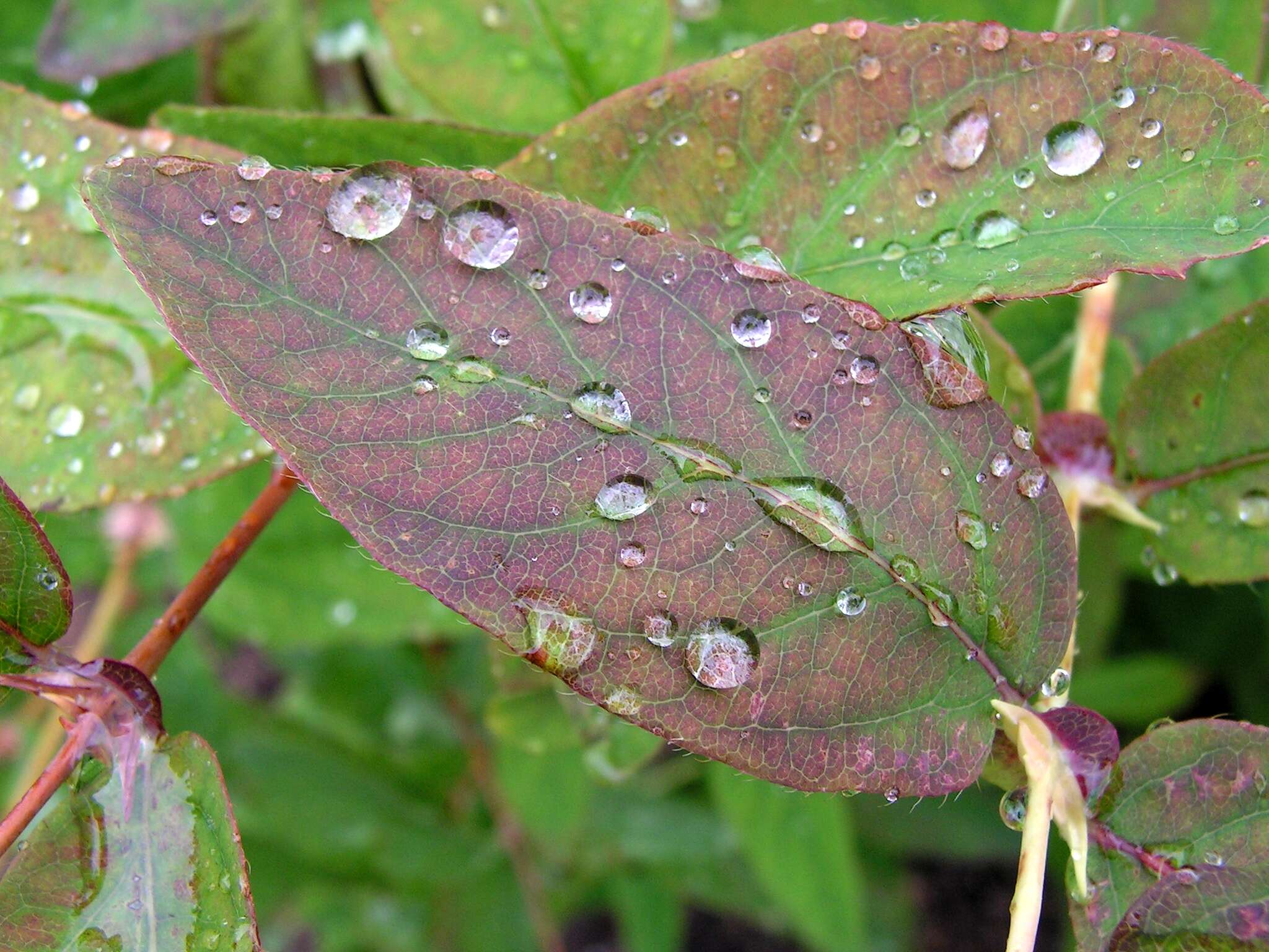 Imagem de Lonicera caerulea L.