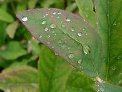 Imagem de Lonicera caerulea L.