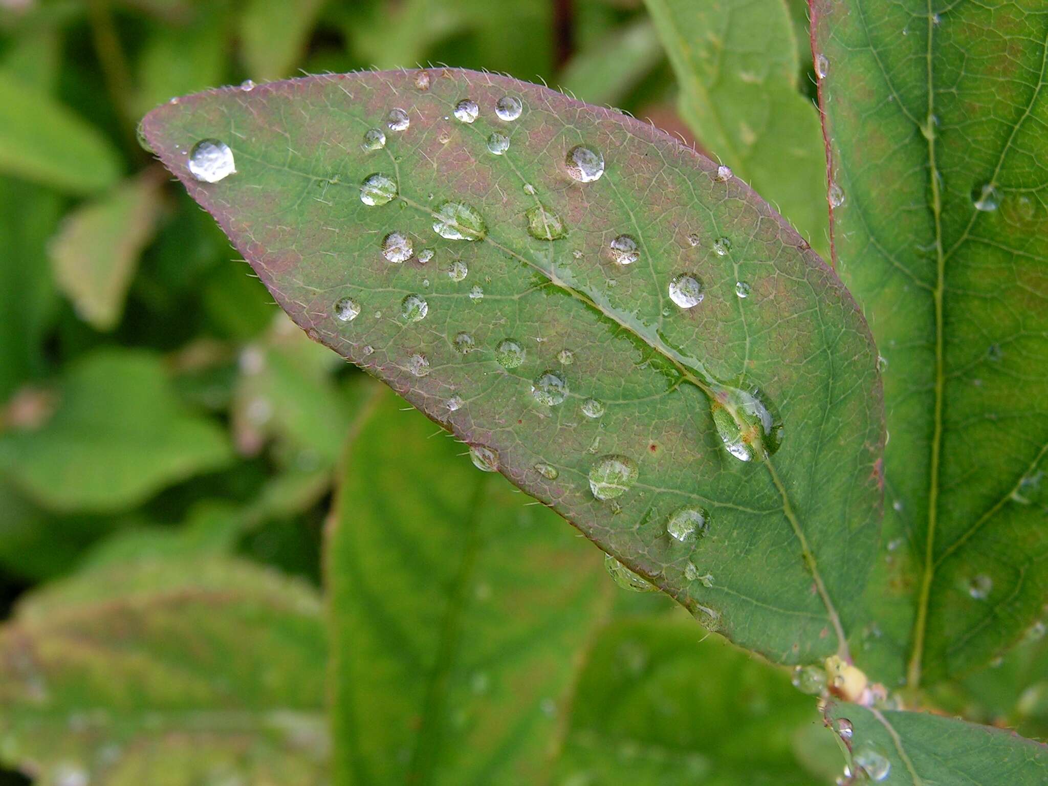 Imagem de Lonicera caerulea L.