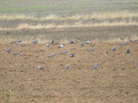 Image of Columba oenas oenas Linnaeus 1758