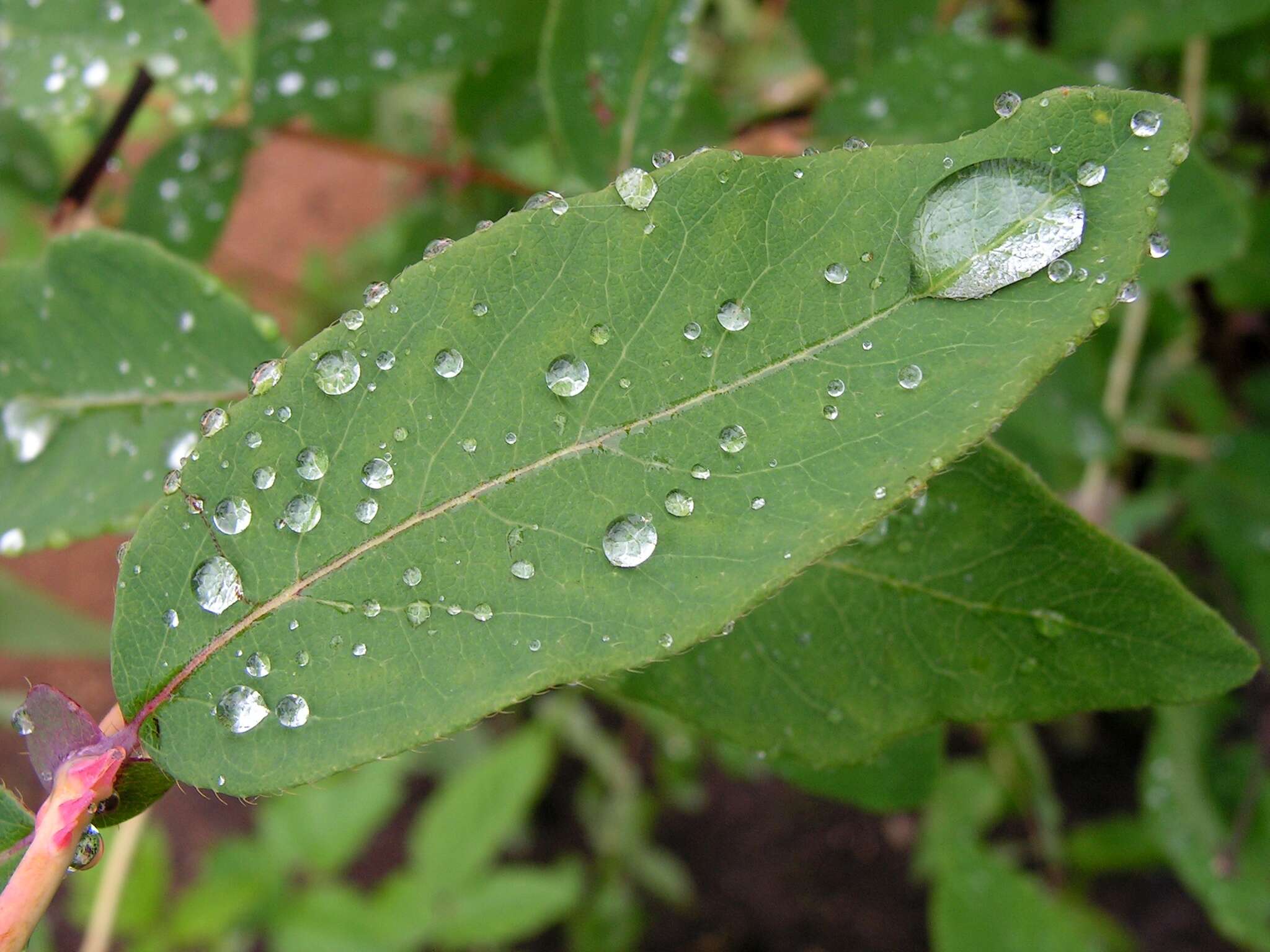 Imagem de Lonicera caerulea L.