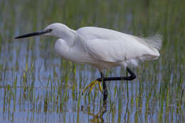 Image of Little Egret