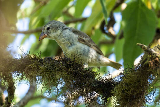 Image of Woodpecker Finch