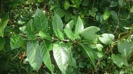 Image of Ficus cumingii Miq.