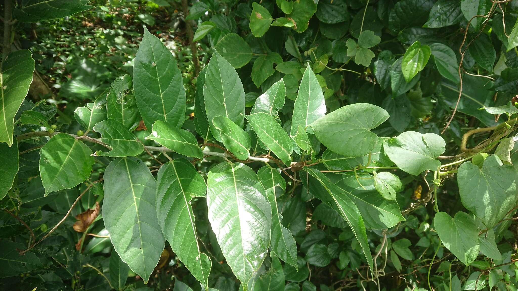 Imagem de Ficus cumingii Miq.