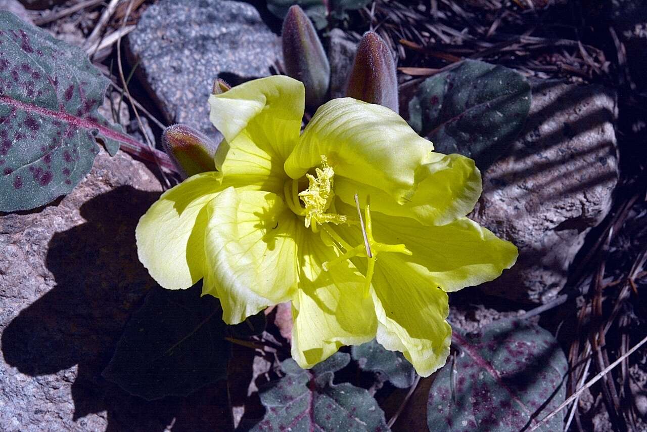 Imagem de Oenothera xylocarpa Coville