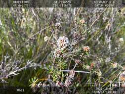 Image of Taxandria fragrans (J. R. Wheeler & N. G. Marchant) J. R. Wheeler & N. G. Marchant