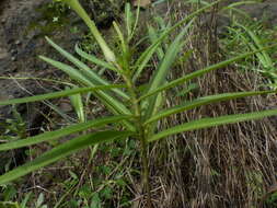 Image de Ceropegia attenuata Hook.