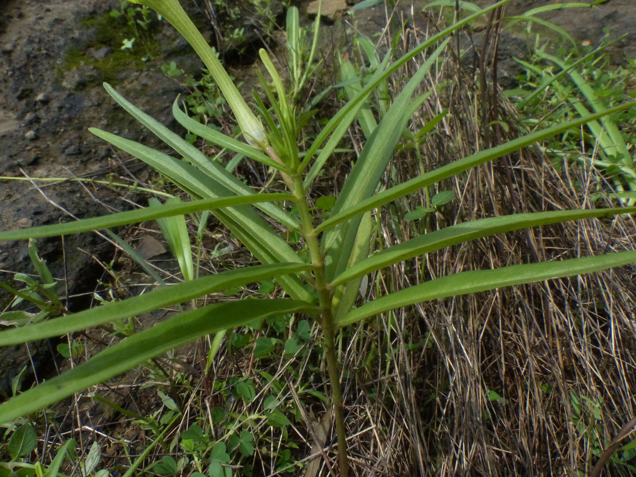 Image de Ceropegia attenuata Hook.