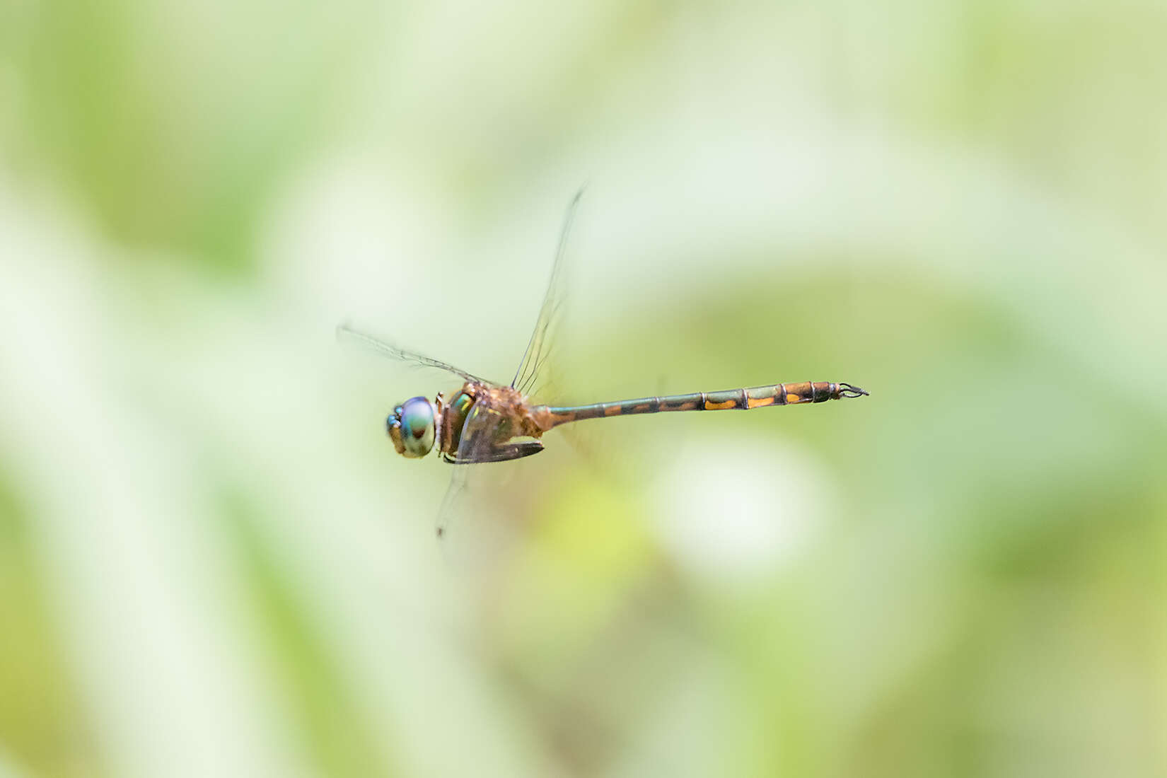 Image of Fat-bellied Emerald