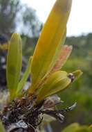 Image of Angraecum borbonicum Bosser