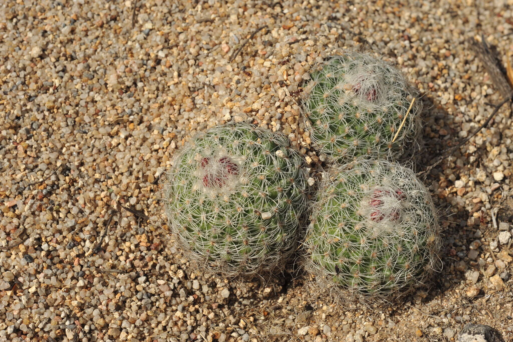 Sivun Turbinicarpus saueri subsp. knuthianus (Boed.) Lüthy kuva