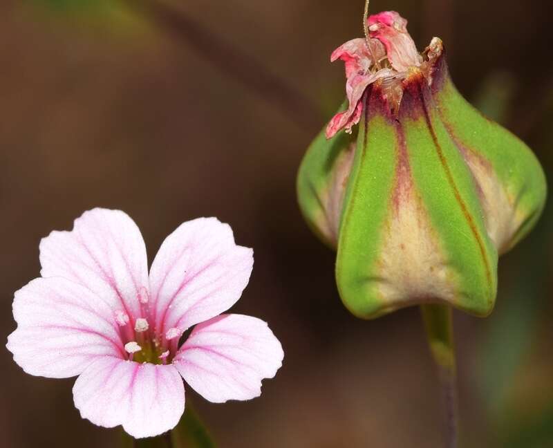 Image of soapwort