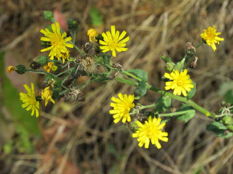 Image of New England hawkweed