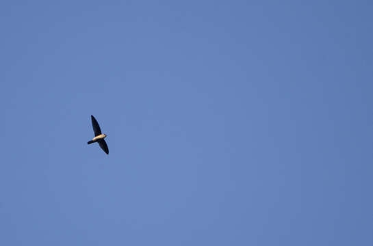 Image of Indian Swiftlet