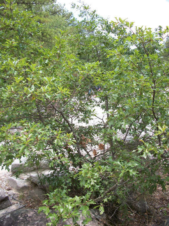 Image of Georgia Oak
