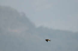 Image of Indian Swiftlet