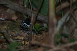 Image of Squamate Antbird