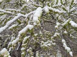 Image of Siberian Elm