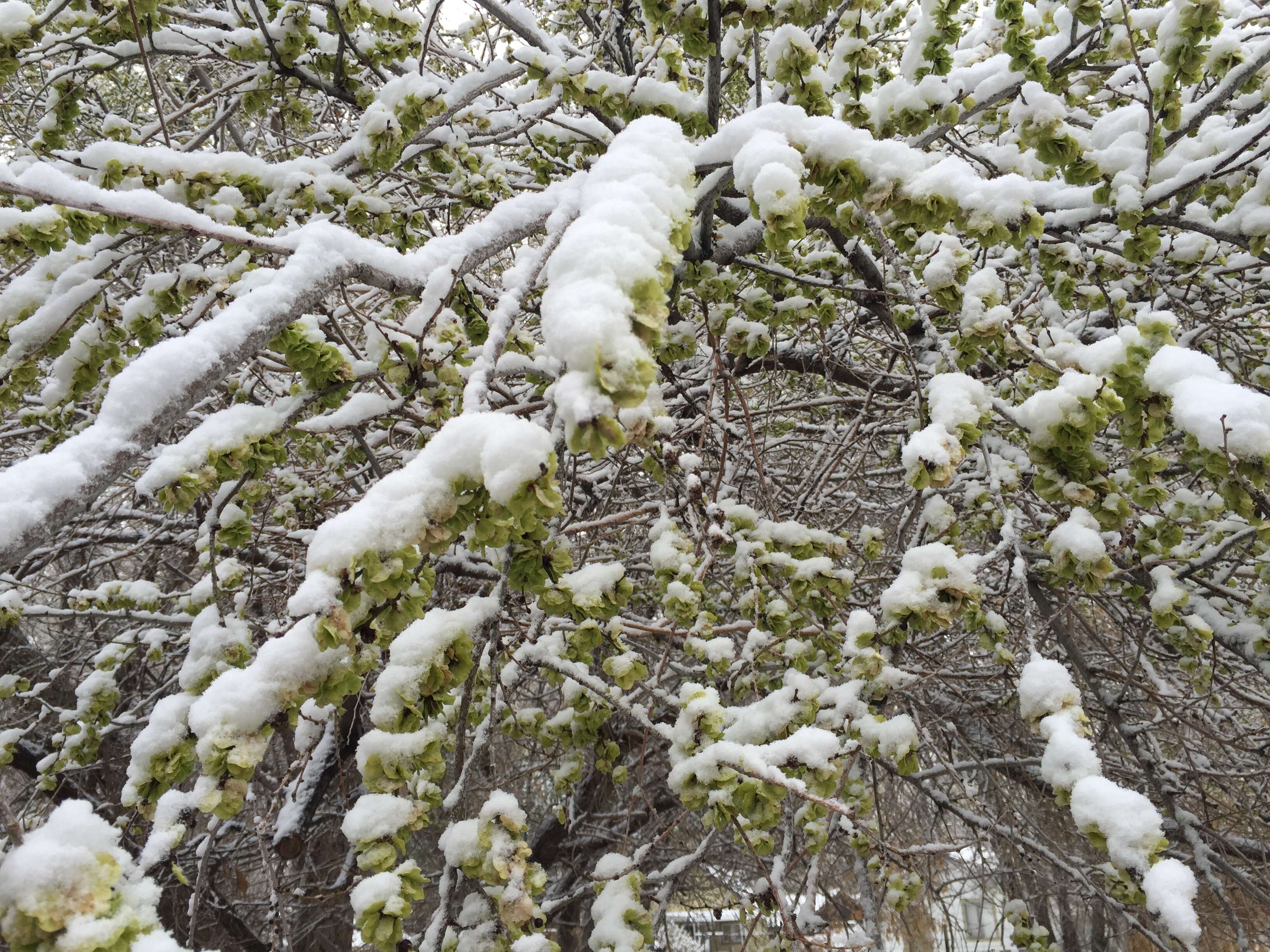 Image of Siberian Elm