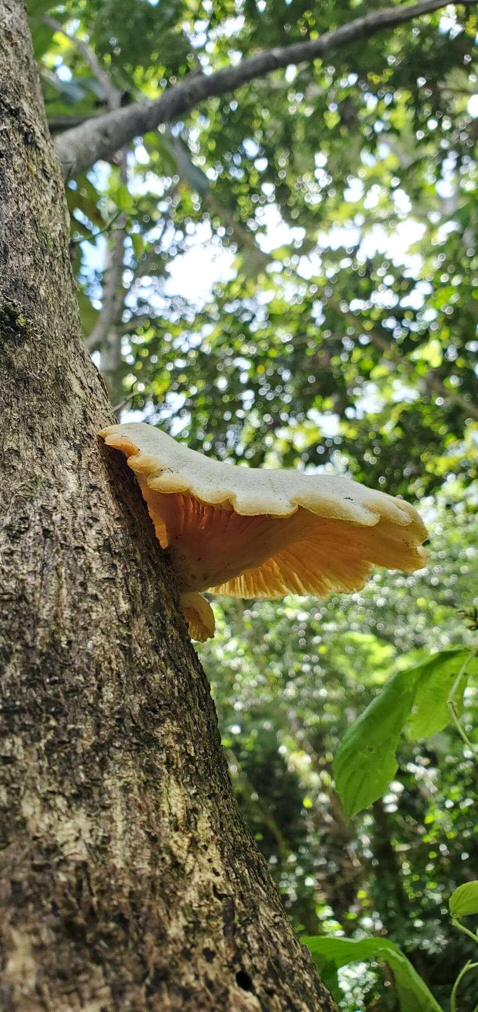 Image de Lentinus scleropus (Pers.) Fr. 1836