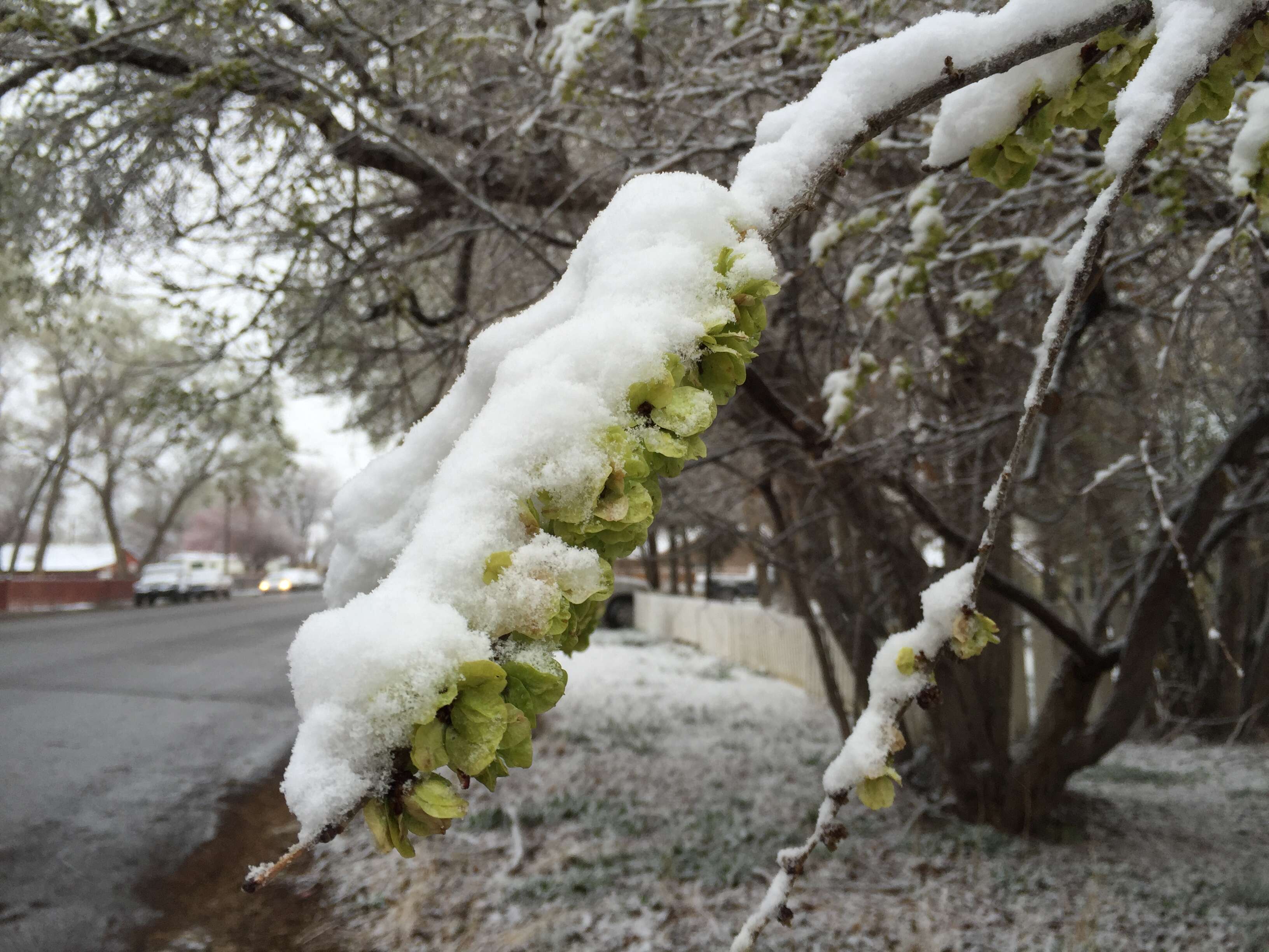 Image of Siberian Elm