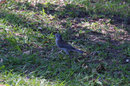 Image of Grey Shrike-thrush