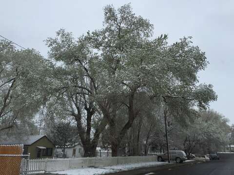 Image of Siberian Elm