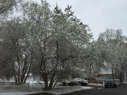 Image of Siberian Elm