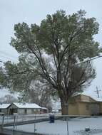 Image of Siberian Elm