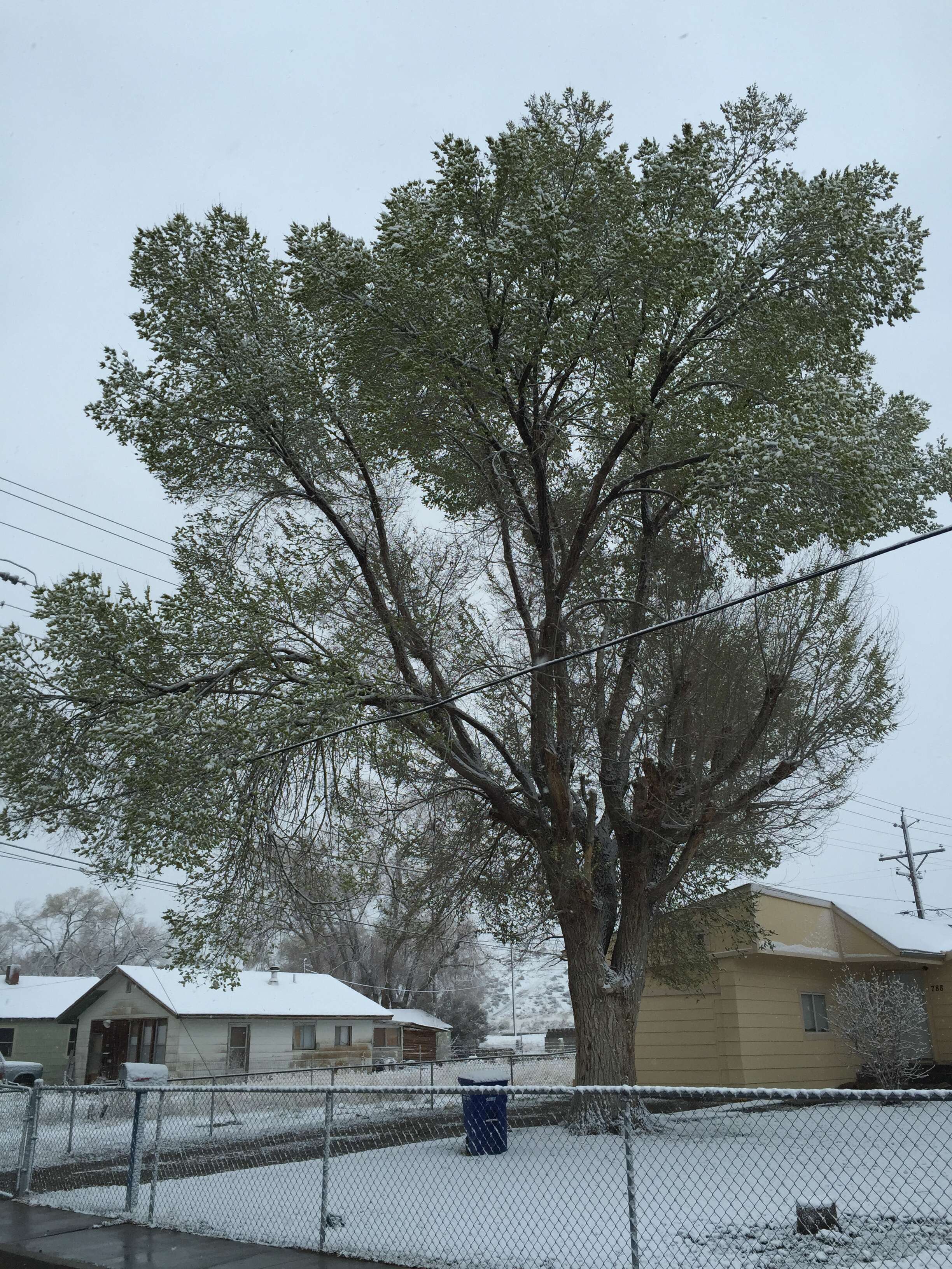 Image of Siberian Elm