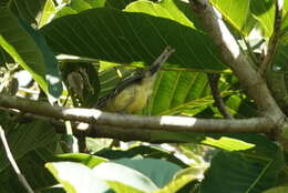 Image of Yellow-breasted Antwren