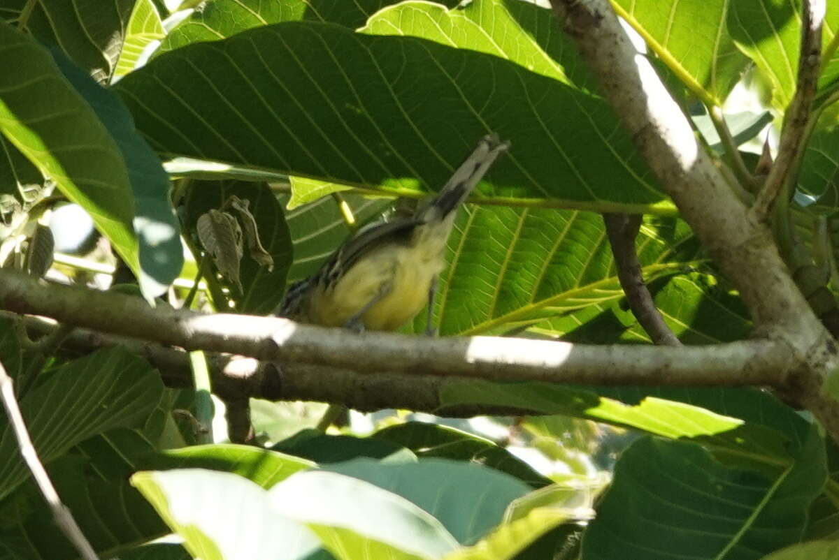 Image of Yellow-breasted Antwren