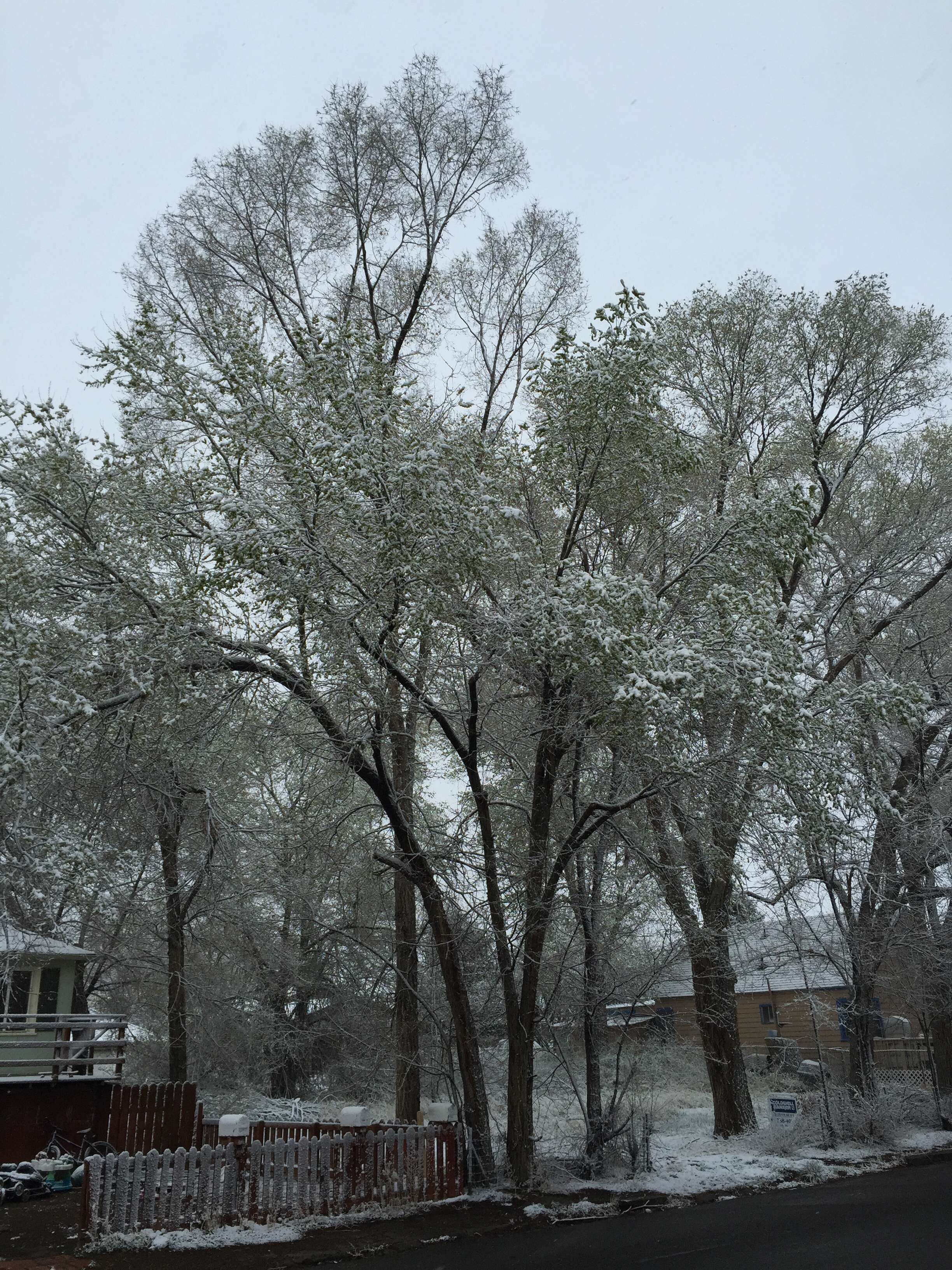 Image of Siberian Elm