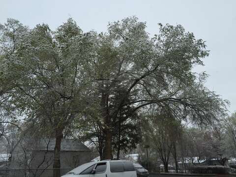 Image of Siberian Elm