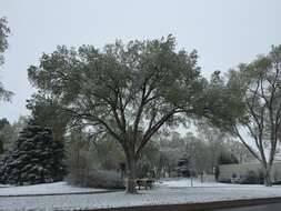 Image of Siberian Elm