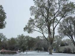 Image of Siberian Elm