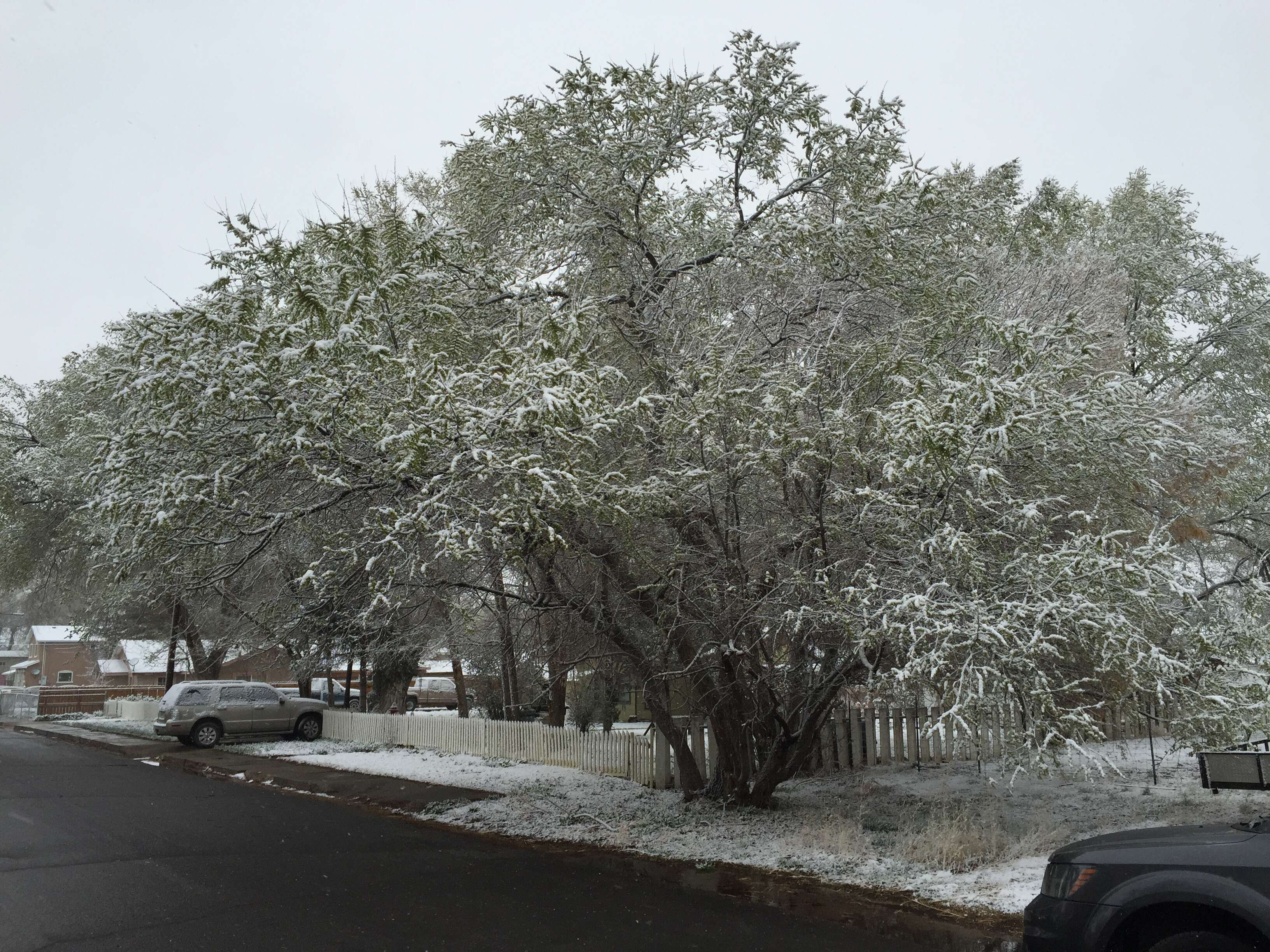 Image of Siberian Elm