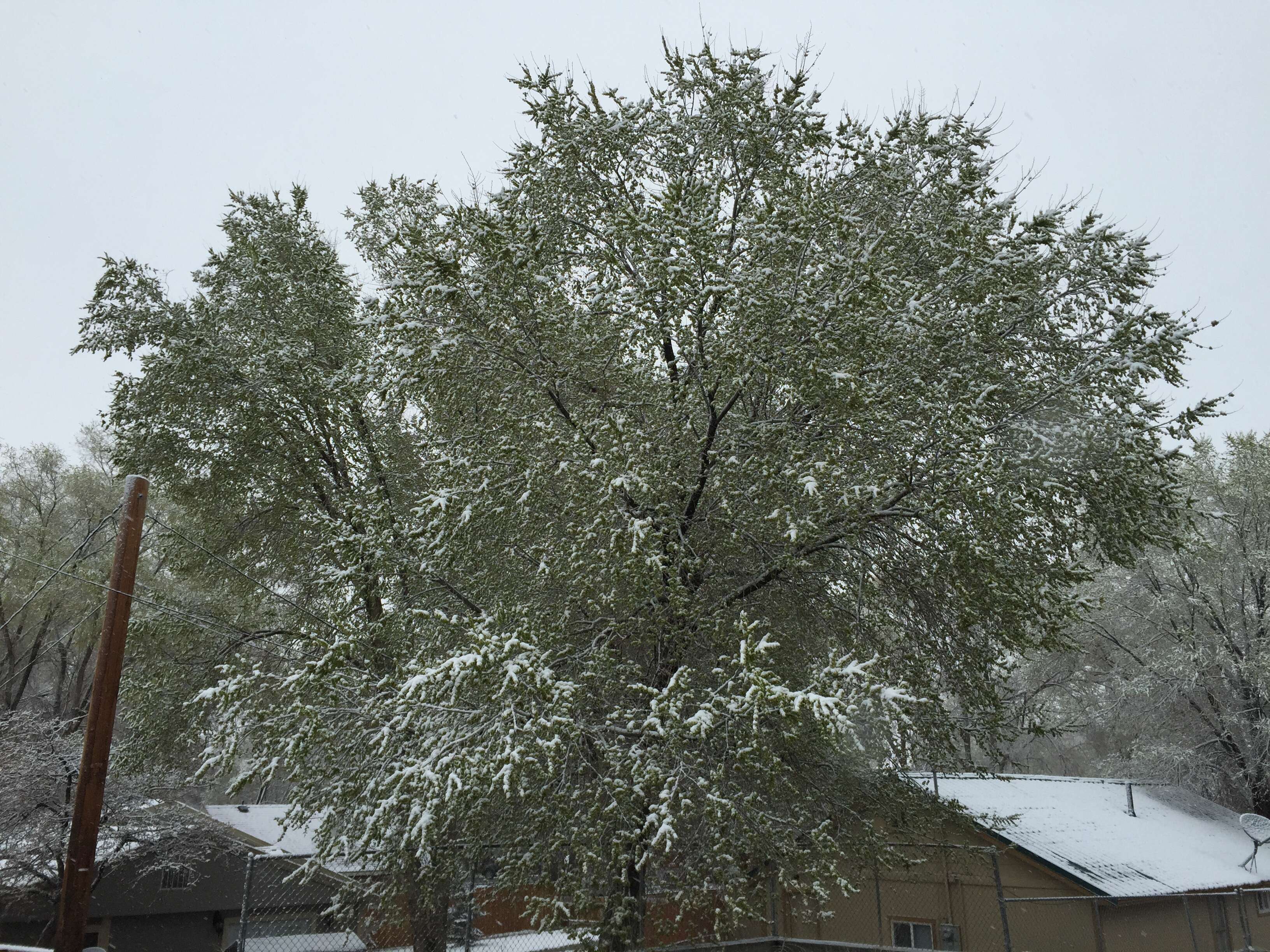 Image of Siberian Elm