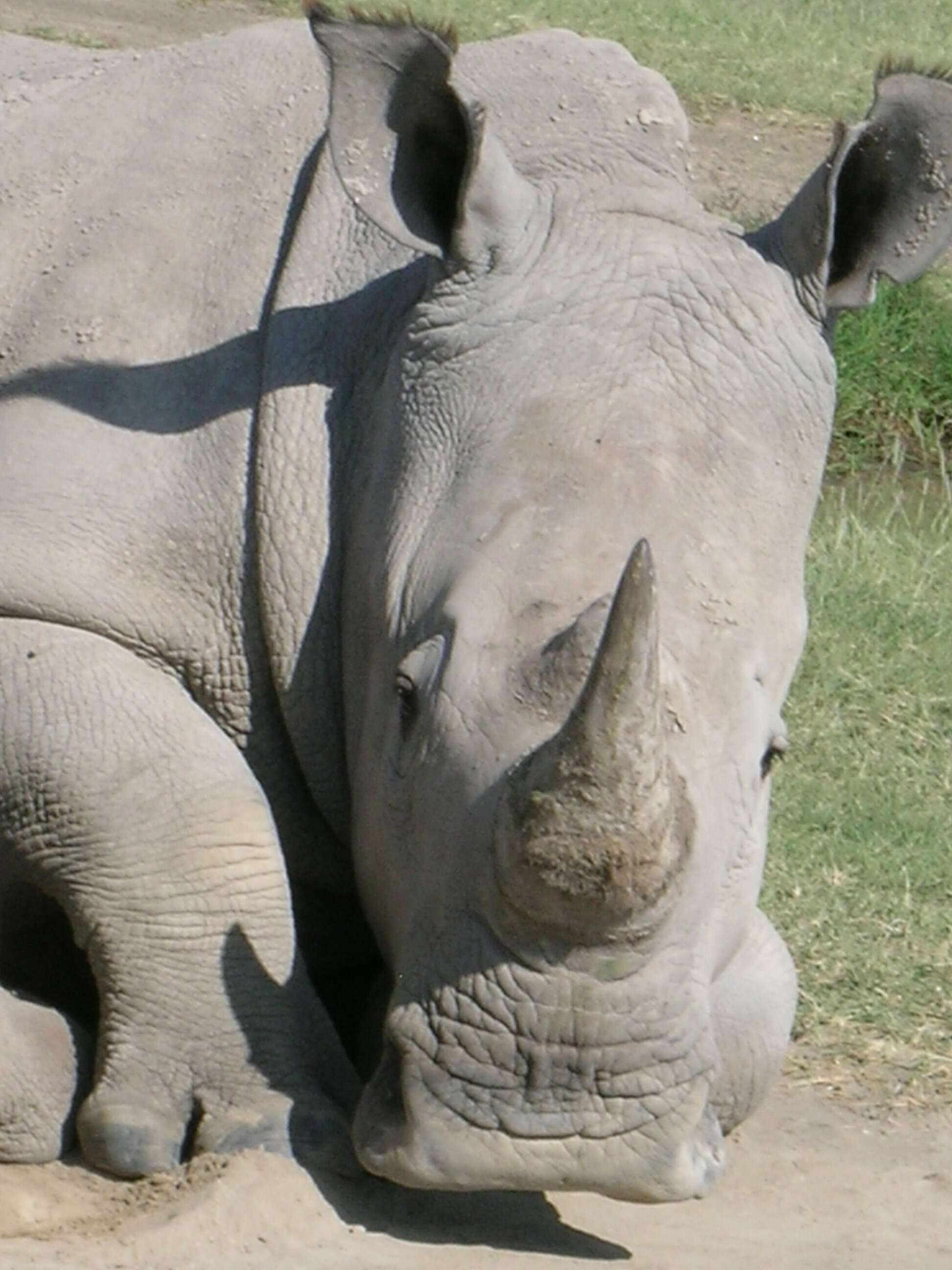 Image of Ceratotherium simum simum