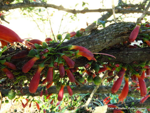 Imagem de Halleria lucida L.