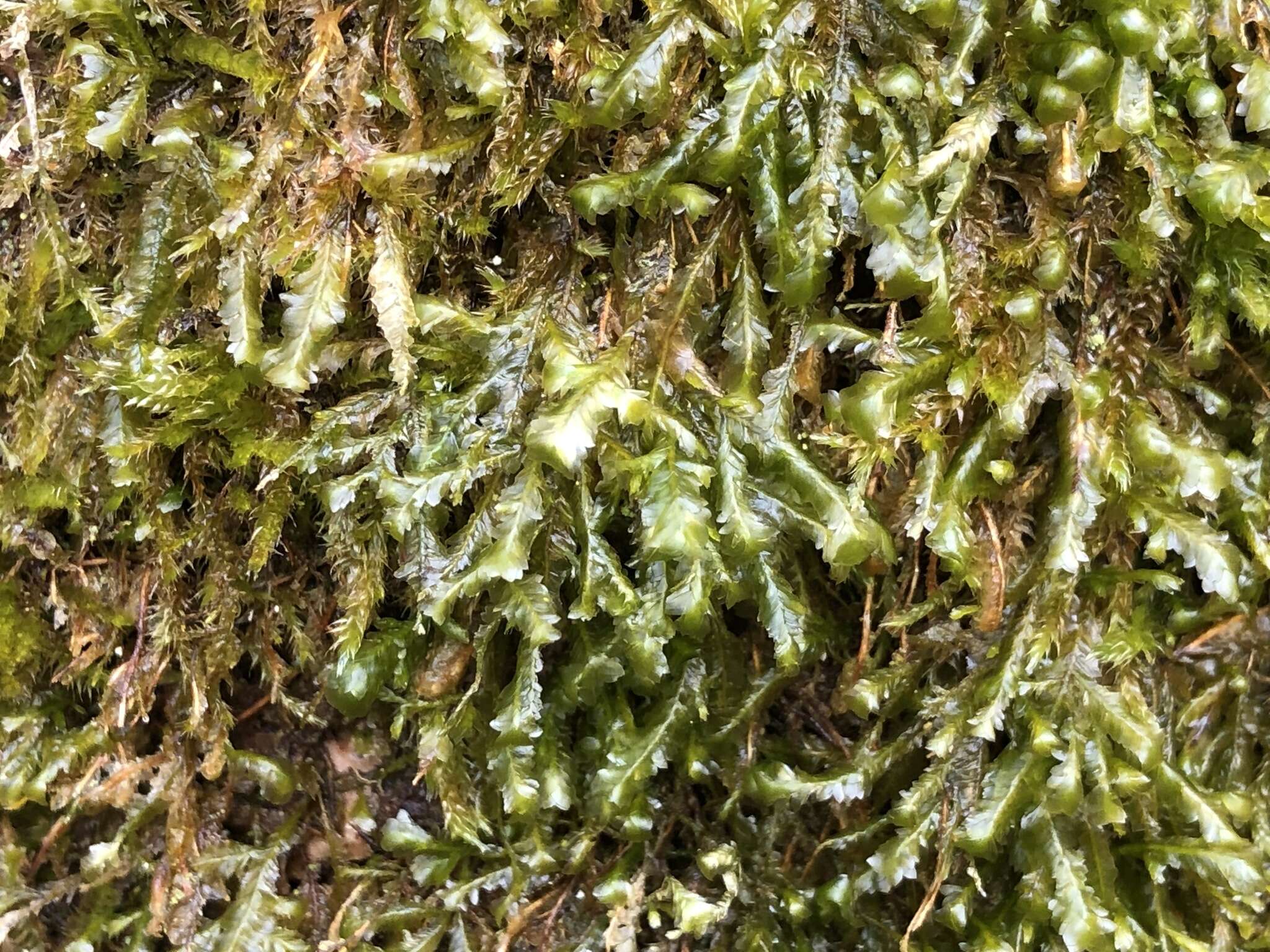 Image of homalia moss