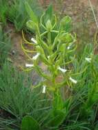 Habenaria clavata (Lindl.) Rchb. fil. resmi