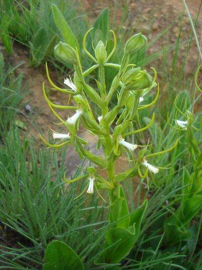 Habenaria clavata (Lindl.) Rchb. fil. resmi