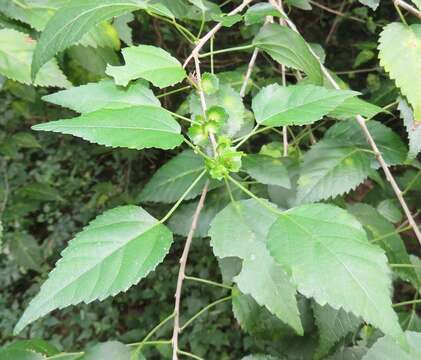 Image of Acalypha glabrata f. glabrata