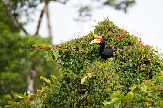 Image of Rhinoceros Hornbill