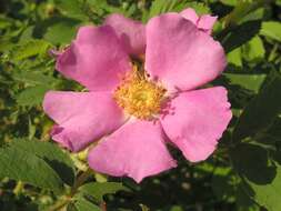 Image of cinnamom rose