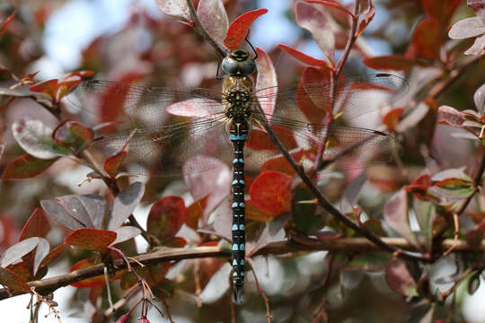 Image of Migrant Hawker